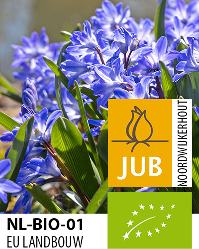 Chionodoxa Blue Giant.jpg